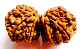 Gauri Shankar Rudraksha