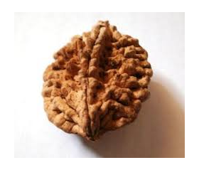 Two Face Rudraksha