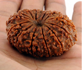 Forteen Face Rudraksha