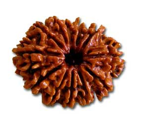 Twelve Face Rudraksha