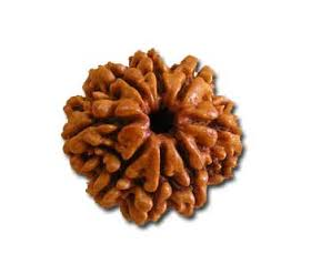 Eight Face Rudraksha