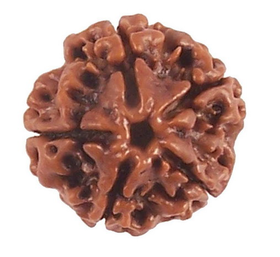 Five Face Rudraksha