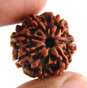 Seven Face Rudraksha