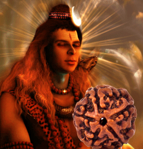 Five Face Rudraksha