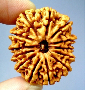 Thirteen Face Rudraksha