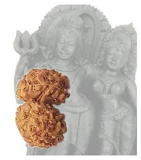 Gauri Shankar Rudraksha