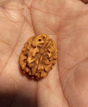 One Face Rudraksha (Round Shape Himalaya)